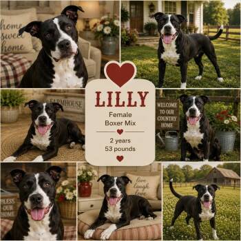 Lilly -  American Staffordshire Terrier and Labrador Retriever Dog for Adoption in Jackson, Tennessee - Lilly | PetCurious