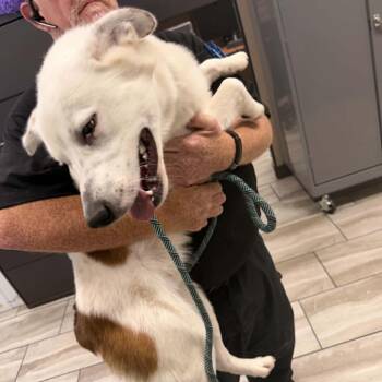 Australian Shepherd and Mixed Breed Dogs Available for Adoption in Stormville, New York - CT Rocco | PetCurious