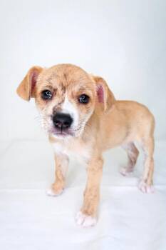 Terrier Dogs Available for Adoption in Bixby, Oklahoma - Petal | PetCurious