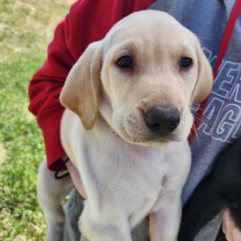 Goldy -  Labrador Retriever Dog Available for Adoption in Oak Grove, Minnesota - Goldy | PetCurious