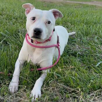 Rescue Pit Bull Terrier and Chihuahua Dogs for Adoption in Turlock, California - Mommas | PetCurious