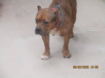 (876) -  Pit Bull Terrier Dog for Adoption in Marietta, Georgia - (876) | PetCurious