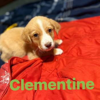Rescue Labrador Retriever Dogs for Adoption in Myrtle Beach, South Carolina - Clementine | PetCurious