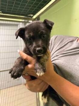 Husky and Mixed Breed Dogs Available for Adoption in Morristown, New Jersey - Vail | PetCurious