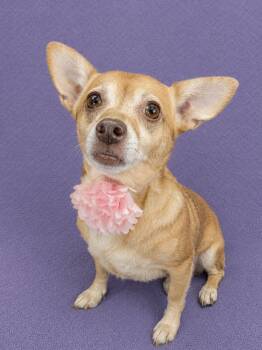 Tootsie -  Chiweenie Dog for Adoption in Lodi, California - Tootsie | PetCurious