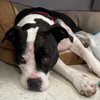 Sophia -  Pit Bull Terrier Dog for Adoption in Fresno, California - Sophia | PetCurious