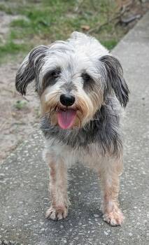 Cynthia -  Schnauzer Dog for Adoption in Alafaya, Florida - Cynthia | PetCurious