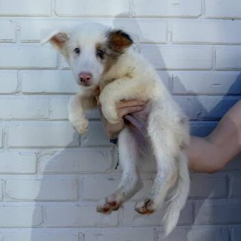 Fuzzy Wuzzy -  Shetland Sheepdog Sheltie Dog for Adoption in Northbrook, Illinois - Fuzzy Wuzzy | PetCurious