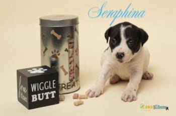 Seraphina -  American Staffordshire Terrier and Mixed Breed Dog for Adoption in Fairhope, Alabama - Seraphina | PetCurious