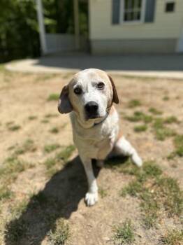English Coonhound and Beagle Dogs Available for Adoption in Prince Frederick, Maryland - Hector | PetCurious