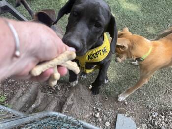 Nina -  Black Labrador Retriever Dog for Adoption in Pleasant Valley, New York - Nina | PetCurious