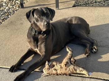 Cane Corso and Great Dane Dogs Available for Adoption in Lincoln University, Pennsylvania - Lina | PetCurious