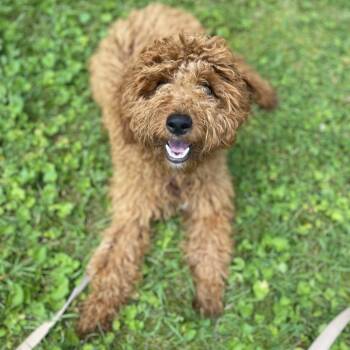 Lucille -  Poodle and Golden Retriever Dog for Adoption in Columbus, Ohio - Lucille | PetCurious