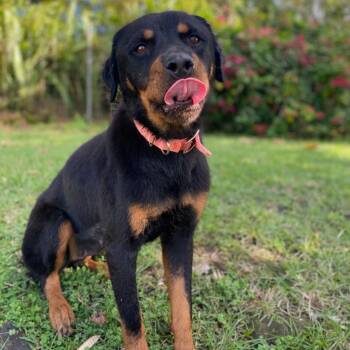 Rottweiler Dogs Available for Adoption - Lisa | PetCurious