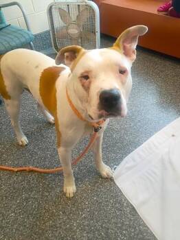 Faygo -  Pit Bull Terrier and Mixed Breed Dog for Adoption in Westland, Michigan - Faygo | PetCurious