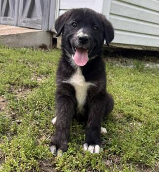 Labrador Retriever and Australian Shepherd Dogs Available for Adoption in Bloomsdale, Missouri - Tripp | PetCurious