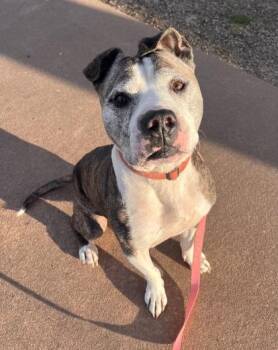 Horton -  Pit Bull Terrier and Mixed Breed Dog for Adoption in Kansas City, Missouri - Horton | PetCurious
