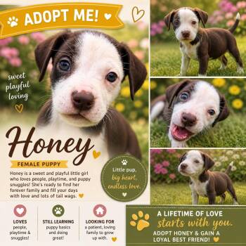 Pit Bull Terrier and American Staffordshire Terrier Dogs Available for Adoption in Chickamauga, Georgia - Honey  | PetCurious