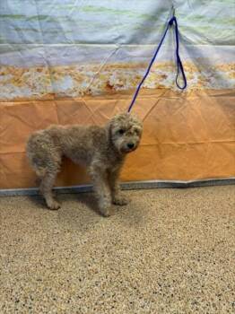 MARLEY -  Labrador Retriever and Poodle Dog for Adoption in Doral, Florida - MARLEY | PetCurious