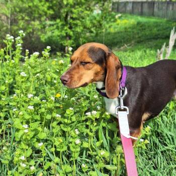 Juniper - Home to Home -  Beagle Dog for Adoption in South Elgin, Illinois - Juniper - Home To Home | PetCurious