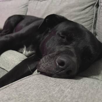 Mixed Breed Dogs Available for Adoption in Buffalo, Minnesota - Cecil | PetCurious