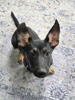German Shepherd Dog Dogs Available for Adoption in New London, Wisconsin - London | PetCurious