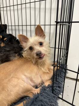 Rescue Terrier Dogs for Adoption in Los Angeles, California - FRESA 9447 | PetCurious