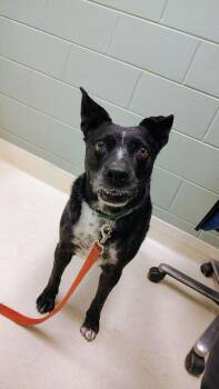 Australian Cattle Dog Blue Heeler Dogs Available for Adoption - Shamrock | PetCurious
