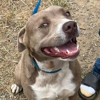 Beau -  Labrador Retriever Dog for Adoption in Lompoc, California - Beau | PetCurious
