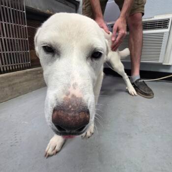 Rescue Great Pyrenees Dogs for Adoption in Duncan, Oklahoma - Maya Aka Missy | PetCurious