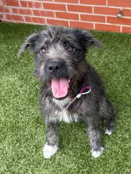 Lady -  Schnauzer and Mixed Breed Dog for Adoption in Oxford, Michigan - Lady | PetCurious