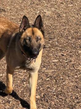 Belgian Shepherd Malinois and German Shepherd Dog Dogs Available for Adoption - Portia In CA | PetCurious