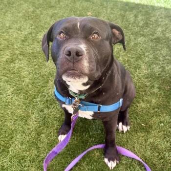 Hardee Boy -  American Staffordshire Terrier Dog for Adoption in Walnut Creek, California - Hardee Boy | PetCurious