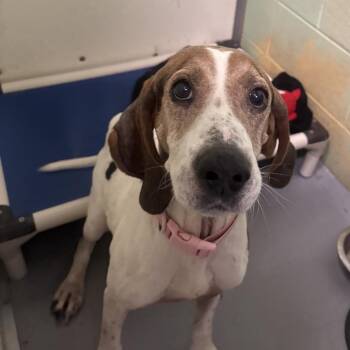 Pongo -  Mixed Breed Dog for Adoption in Dekalb, Illinois - Pongo | PetCurious