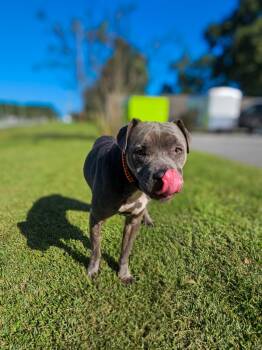 Rescue Pit Bull Terrier and Boxer Dogs for Adoption in New Bern, North Carolina - Angel Muffin | PetCurious