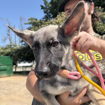 Visa -  German Shepherd Dog Dog for Adoption in Columbia, South Carolina - Visa | PetCurious