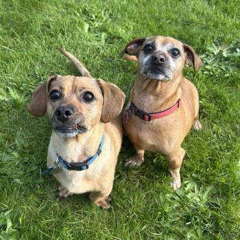 Dachshund and Mixed Breed Dogs Available for Adoption in Corvallis, Oregon - Woody | PetCurious