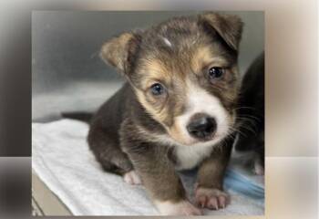 Mixed Breed Dogs Available for Adoption - Sakura | PetCurious