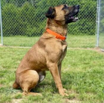 Dixon -  Black Mouth Cur Dog for Adoption in Yellville, Arkansas - Dixon | PetCurious
