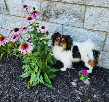 Rescue Tibetan Spaniel Dogs for Adoption in Perth Amboy, New Jersey - Loki | PetCurious