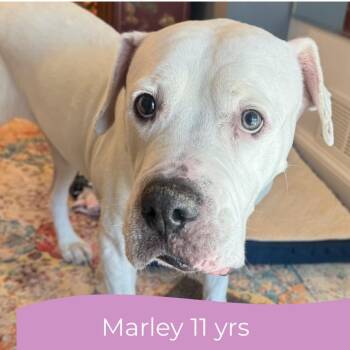 Marley -  American Bulldog Dog for Adoption in Parkton, Maryland - Marley | PetCurious