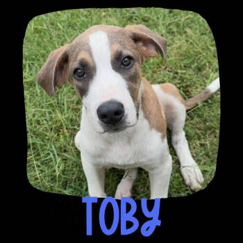 Rescue Anatolian Shepherd and Pit Bull Terrier Dogs for Adoption in Tulsa, Oklahoma - Toby | PetCurious