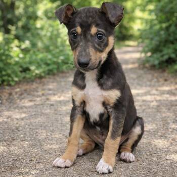 Husky Dogs Available for Adoption - Tyson | PetCurious