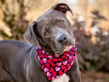 Pit Bull Terrier Dogs Available for Adoption - Summer | PetCurious