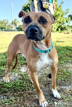 Navi -  Mixed Breed Dog for Adoption in Cape Coral, Florida - Navi | PetCurious