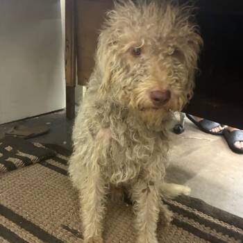 Curly joe -  Poodle and Mixed Breed Dog for Adoption in Corbin, Kentucky - Curly Joe | PetCurious