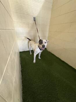 Rescue American Bulldog Dogs for Adoption in Winter Haven, Florida - DONATELLO | PetCurious