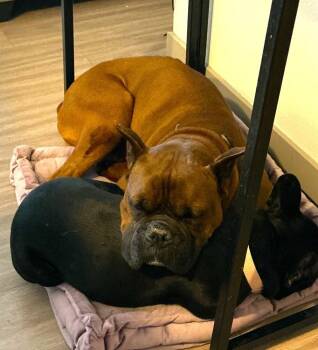 Boxer Dogs Available for Adoption in Hewitt, Texas - Big Boy - Silver Heart | PetCurious