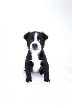TomTom -  Pit Bull Terrier Dog for Adoption in Bixby, Oklahoma - TomTom | PetCurious