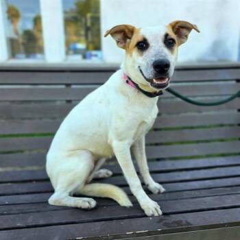 KISSY -  Australian Cattle Dog Blue Heeler Dog for Adoption in Long Beach, California - KISSY | PetCurious